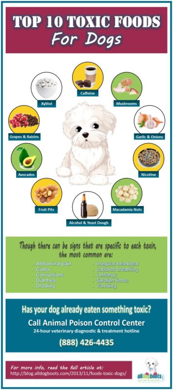 Top 10 Toxic Foods for Dogs
